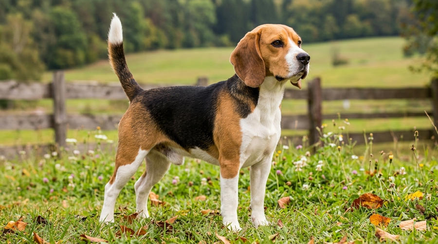 Beagle - portret rasy