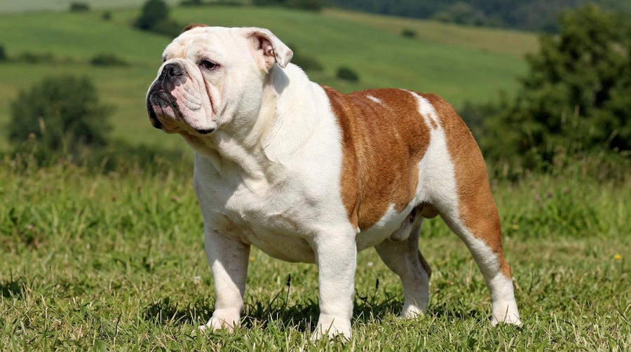 Buldog Angielski - charakterystyczna sylwetka rasy