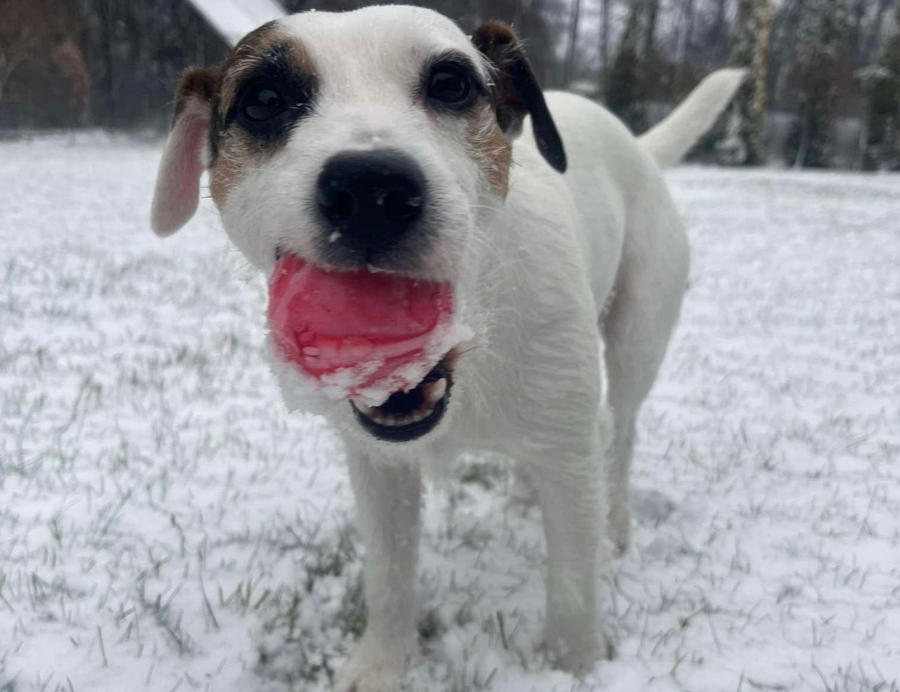 Energiczny Parson Russell Terrier skaczący przez przeszkodę